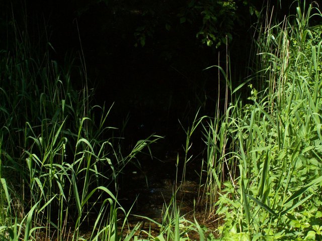 PICT0478.JPG