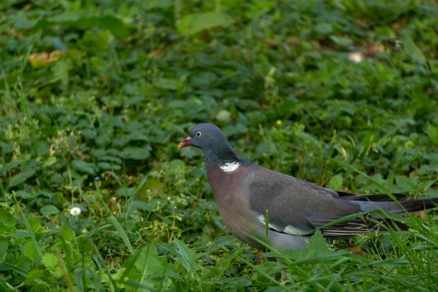 DSC01686.jpg