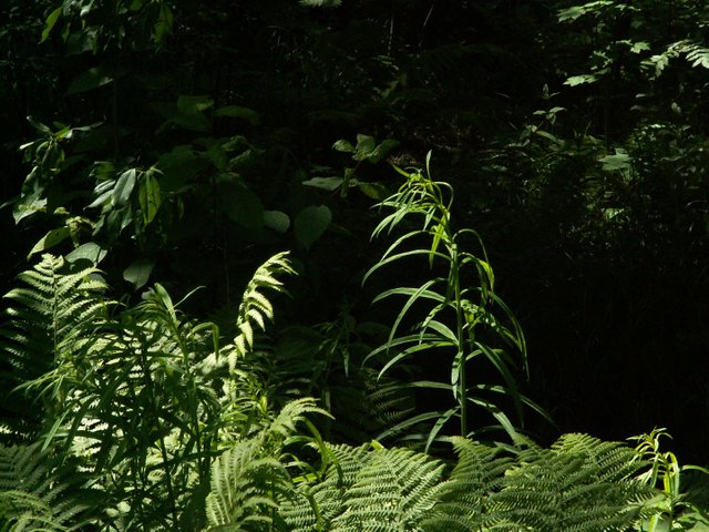 PICT0475.JPG
