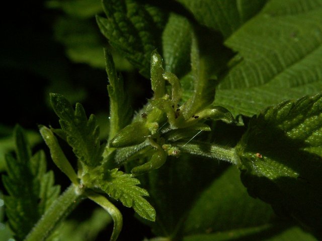 PICT0488.JPG