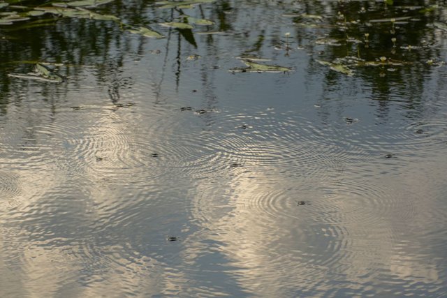 DSC09706.jpg