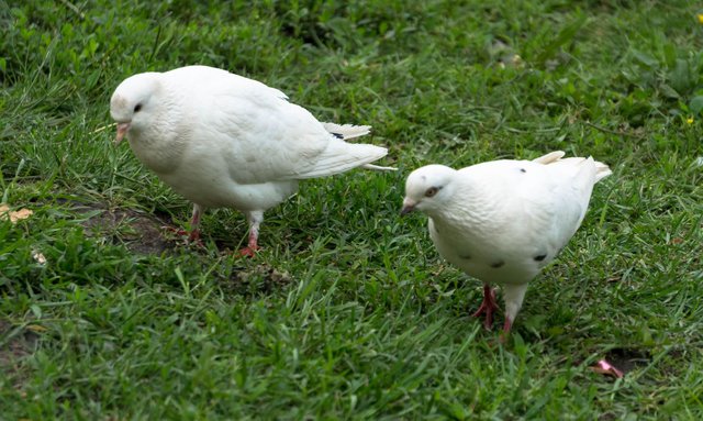 DSC00992.jpg