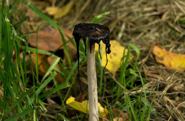DSC03365.jpg
