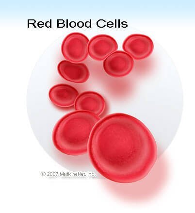 Red blood cells