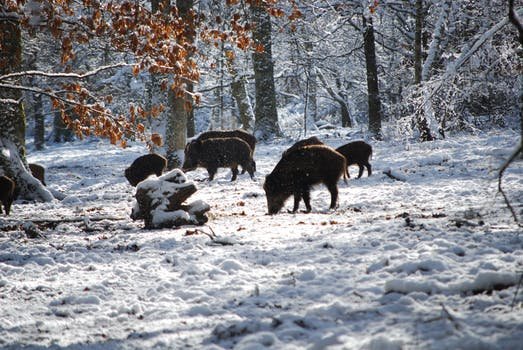 Boars on Snow Near Trees