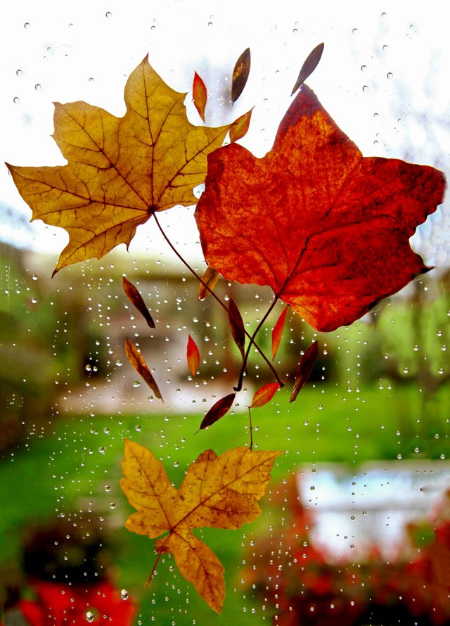 Lluvia de otoño
