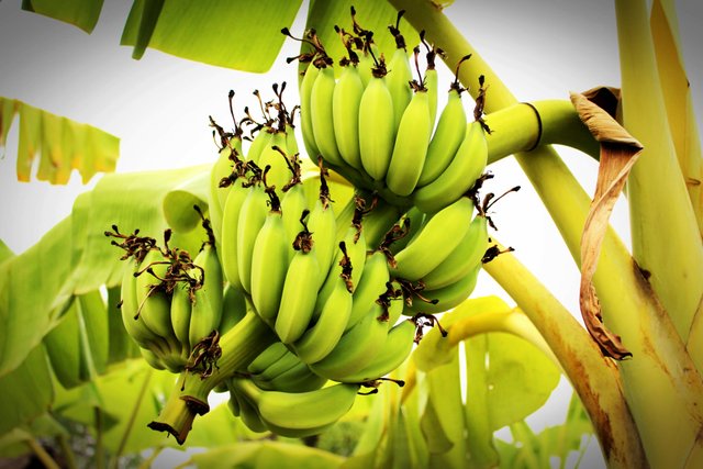 banana-branch-bunch-214158.jpg
