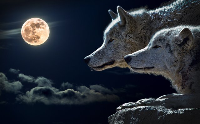 https://images.pexels.com/photos/45242/wolf-torque-wolf-moon-cloud-45242.jpeg?cs=srgb&dl=animal-animal-photography-canidae-45242.jpg&fm=jpg