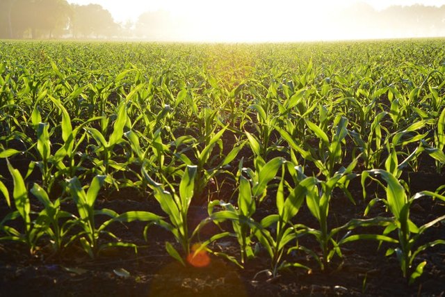 Farming