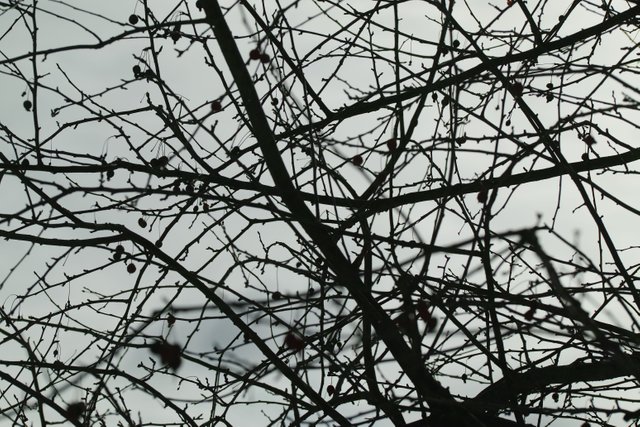 branches.jpg