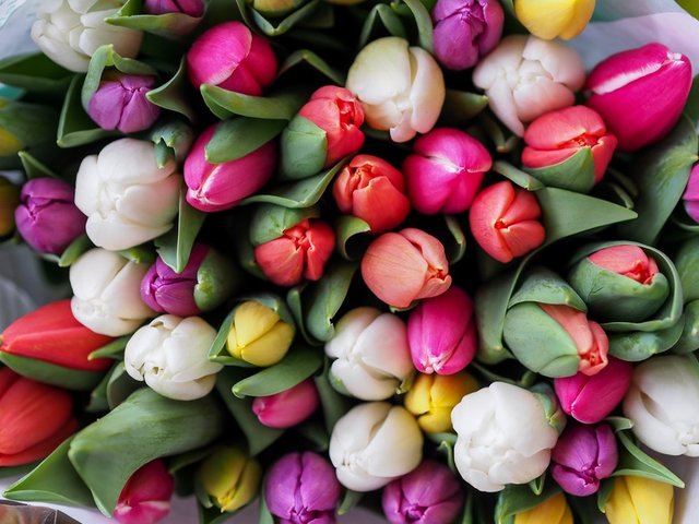 Overhead shot of assorted bouquet of tulips in bloom in spring, Vienna