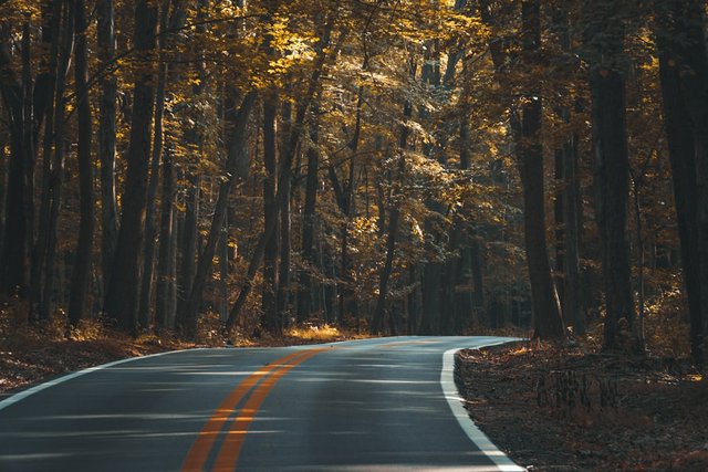 A curve in a road through a forest in the autumn