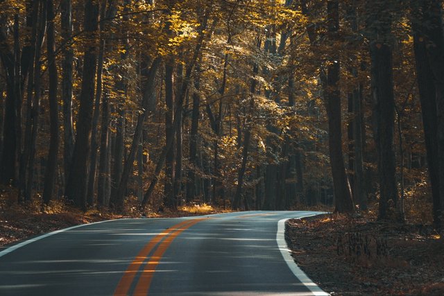 A curve in a road through a forest in the autumn