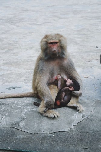 baby monkey with mother.jpg
