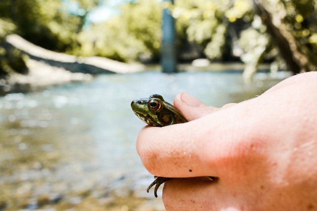Picture of a frog in a person's grip