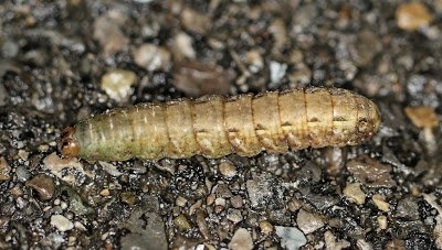 Large Yellow Underwing, Noctua pronuba, Logan Co., OH March 11, 2013 (4).JPG