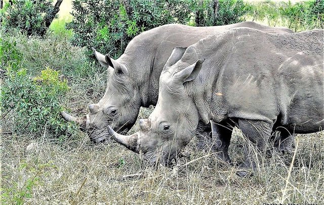 Rhino at Hluhluwe National Park.jpg