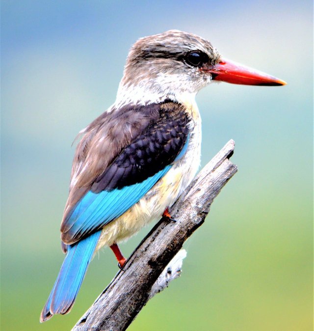 Southern African Brown Hooded Kingfisher.jpg