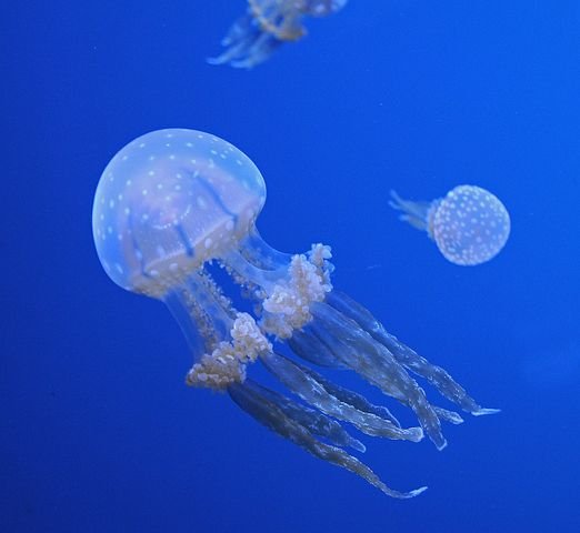 jellyfish-599472__480.jpg