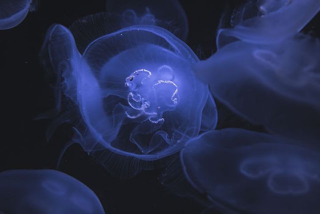 jellyfish-2576228__480.jpg