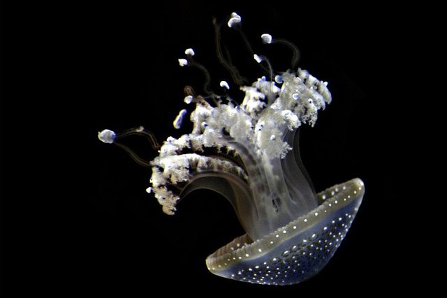 jellyfish-2606240__480.jpg
