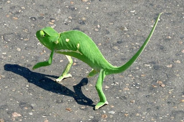 chameleon in KNP.jpg