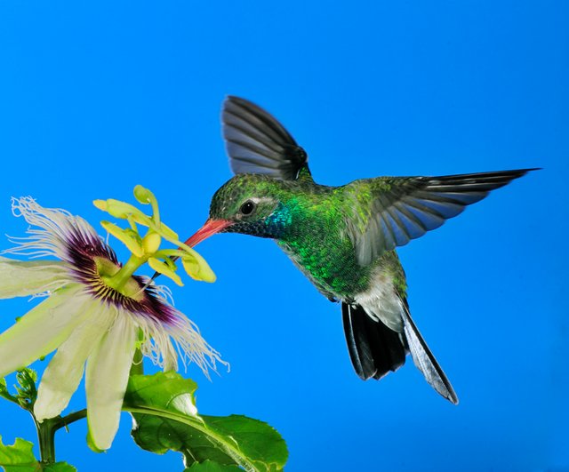 colibrí en flor.jpg