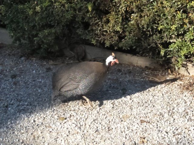 guinea fowl.jpg