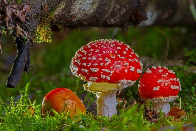 fly-agaric-2817723__480-1.jpg