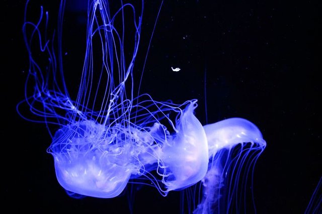 jellyfish-2180365__480.jpg