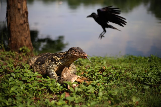 Monitor tongue and crow 1.jpg