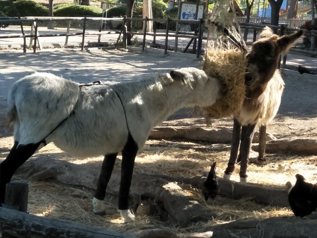 donkey 1.jpg