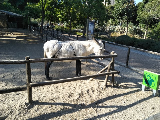 donkey f.jpg