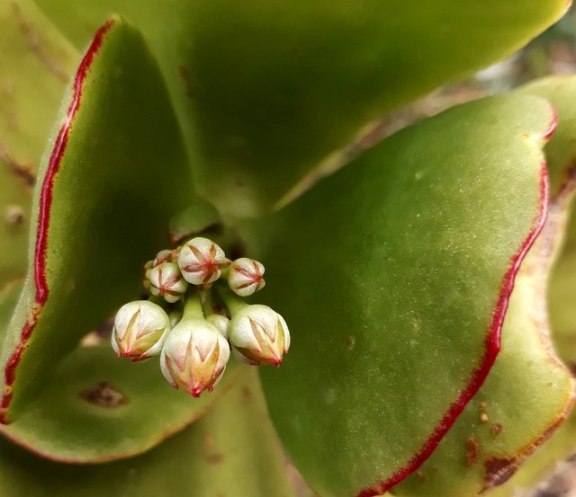 cotyledon buds.jpg