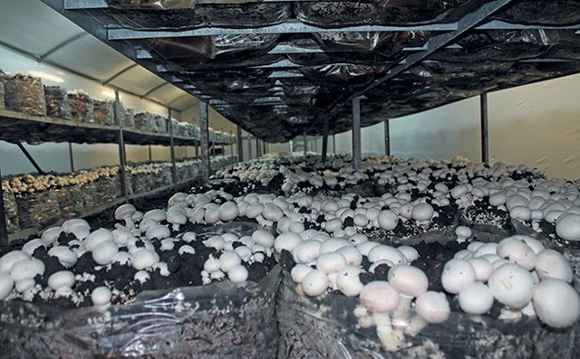 mushroom-production.jpg