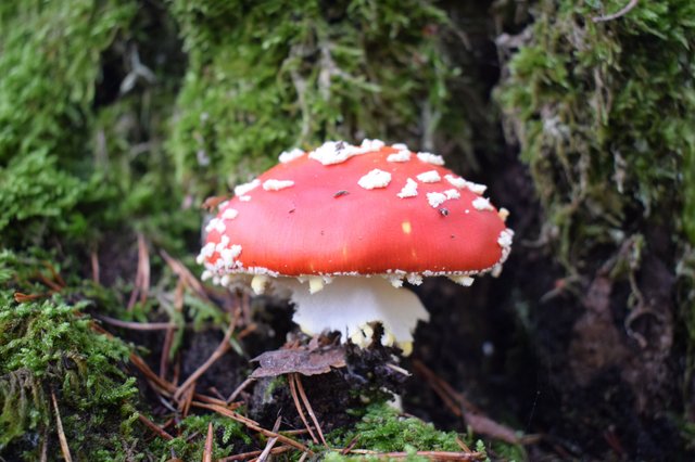 amanita.JPG