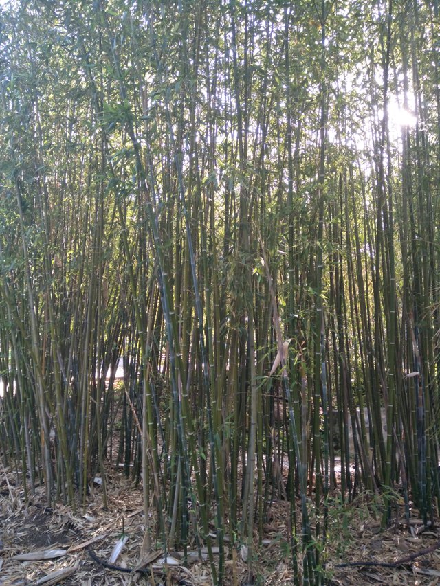 s bamboo.jpg