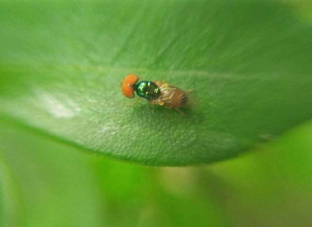 Difficult! Taming a small fly in a macro lens.jpg