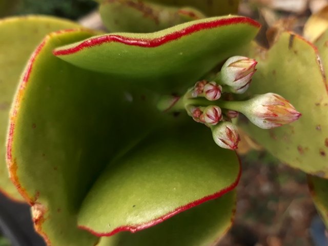 cotyledon macrantha.jpg