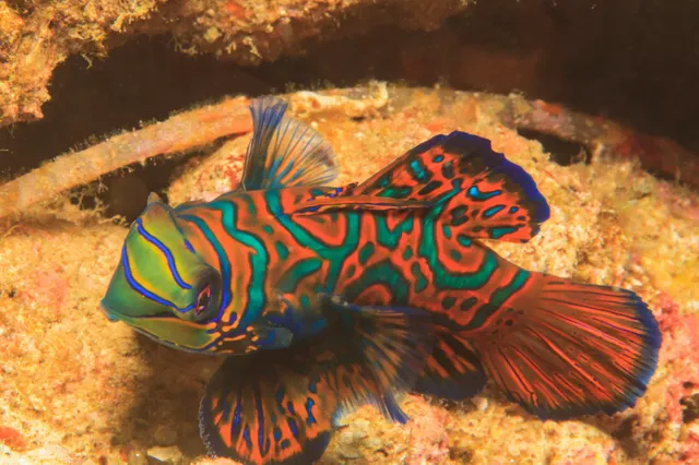 mandarinfish-swimming-in-coral-reef-166264759-5ac6c034303713003775cb26.jpg.webp