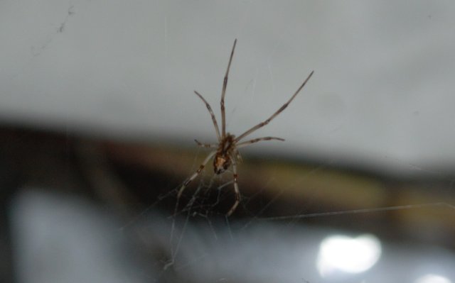 SpiderDSLR123.jpg