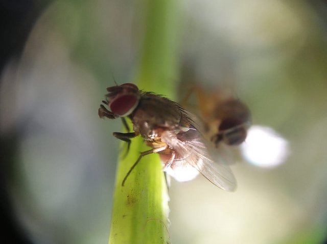 Small Adventure Results in Macro Lenses.jpg