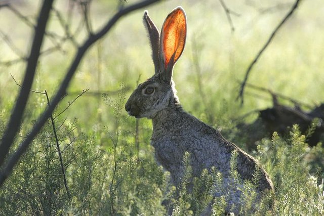 jackrabbit-673965__480.jpg