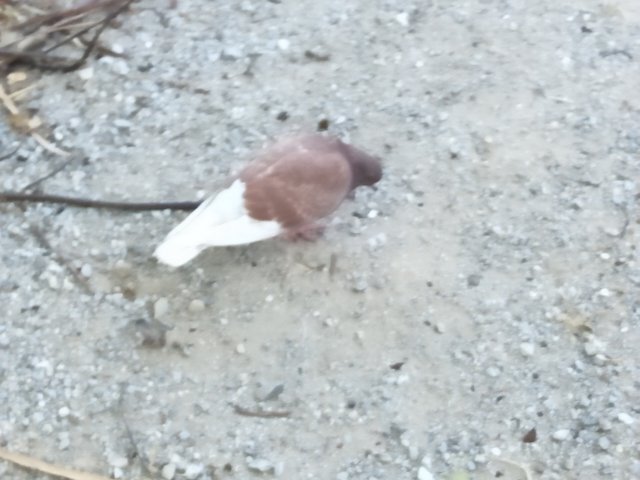 Pigeon.jpg