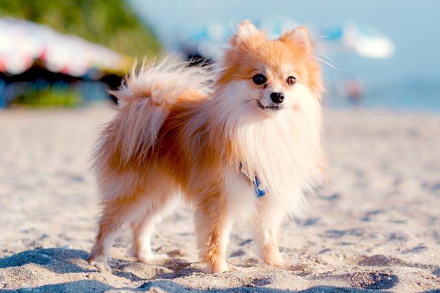 Pomeranian Dog Breed Information &amp; Characteristics | Daily Paws