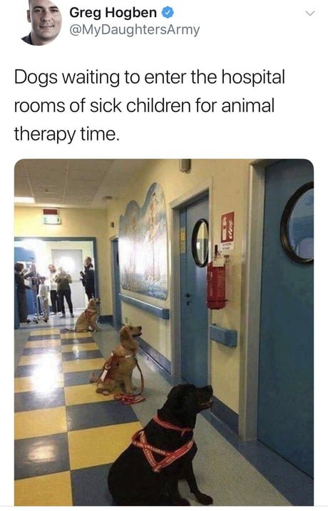 The best kind of therapy!