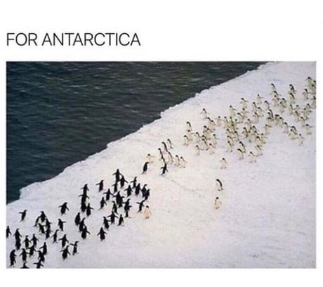 The last stand of the penguins