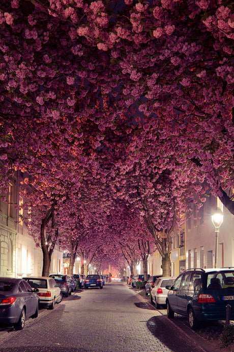 Cherry Blossom tree-tunnel in Bonn, Germany