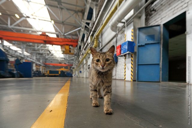cat in the shop Gelendol shipyard named after AM Gorky