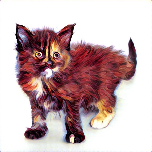 Kitten prisma